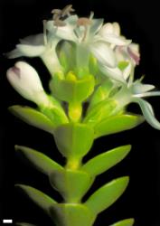 Veronica pauciramosa. Flowering shoot tip. Scale = 1 mm.
 Image: W.M. Malcolm © Te Papa CC-BY-NC 3.0 NZ